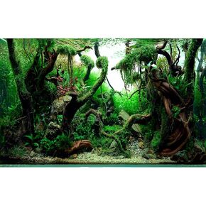 خلفية حوض الأسماك العذبة في المياه العذبة نمط الغابة Aquascape Microsorum trident مختلف Rotalas Anubias Fish Fish Background Plants Aquatic Frodo Stones and Redmoor Terrarium background 24x16in