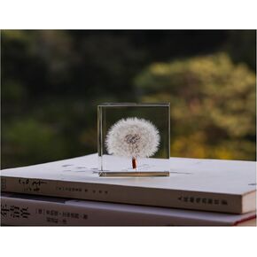 Luxury Acrylic Crystal Transparent 2" Cube Paperweight, Real Dried Dandelion inside, Science Education, Student Graduation Gift, Collection Botany, Tabletop Shelf Decor