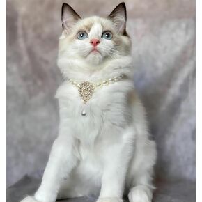 Handcrafted Cat Christmas Costume,Pearls Jewelry Dog Necklace for Small Dogs,Adjustable Bling Dog Collars Kitten Bandana for Wedding Party Outing Birthday