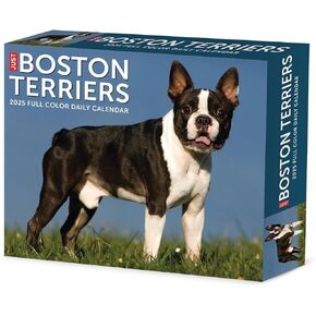 Willow Creek Press Boston Terriers Daily 2025 Box/Desk Calendar (5.86" x 4.72")
