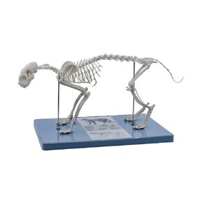 Feline (Cat) Skeleton Model, Life Size