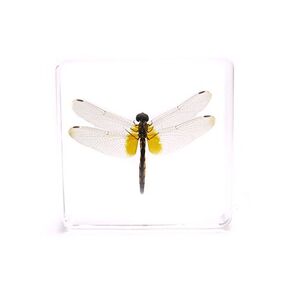 Dragonfly Paperweights Specimen for Science Education Paperweight for Book for Office for Desk