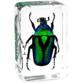 Qtmy Ensect in Resin Sental Collection وزن الورق لمكتب مكتب ، عيد الميلاد للرجال للنساء علم علم الأحياء تعليم المعلمين (Cockafer Beetle)