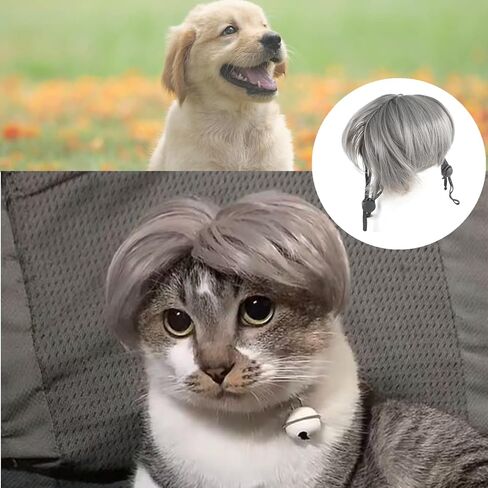 Cat Cat Cat Cat Cate Pet شعر مستعار قابلة للتعديل قابلة للضبط أزياء الهالوين القبعة للقطط الصغيرة الكلب in Kuwait
