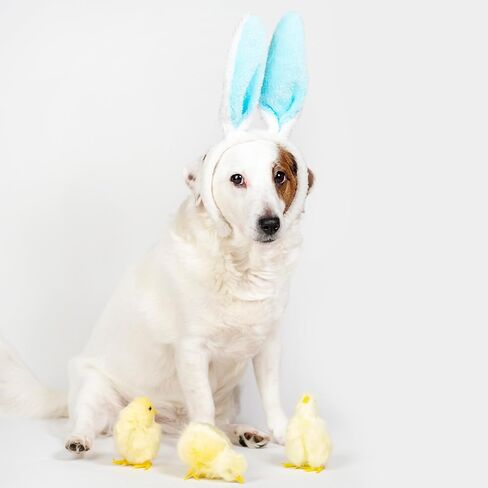 12 قطعة من عصابات الرأس على شكل أذن الأرنب من القطيفة اللطيفة على شكل أرنب على شكل أرنب عيد الفصح والهالوين in Kuwait