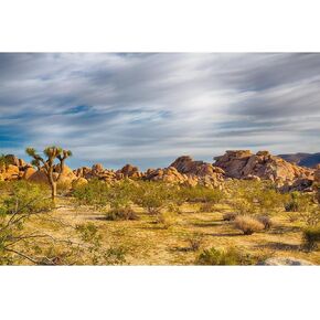 Terrarium Background National Park Arid Barren Cactus Sandstone Rock Reptile Habitat Background Joshua Trees Shrubs Plants Oasis Gobi Backgrounds Sturdy Polyester Vinyl Stone Backgrounds 72x18in