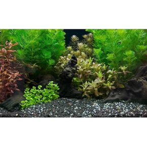 Aquarium Background Exquisite Underwater Grass Leaves with Pebbles Aquarium Backdrop Vivid Green Aquatic Plant Stone with Dead Woods and Fresh Leaves Tank Background Decors Vinyl 48x24in