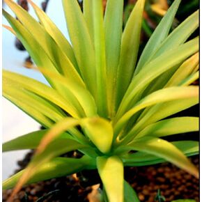 Reptile Plants Terrarium Decor Plastic Artificial Terrarium Plants Reptile Tank Plants for Reptile Lizard Gecko Bearded Dragon Habitat Tank Aquarium Decoration