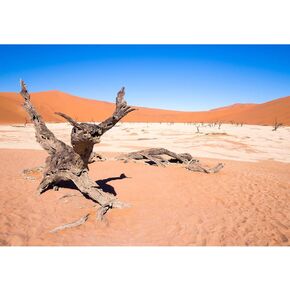 Desert Reptile Tank Background Desert Dead Tree Reptile Enclosure Background Blue Sky Nature Desert Landscape Aquarium Background Sunrise Sunset Terrarium Background Wallpaper Poster 36x20in