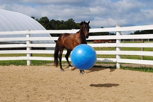 Horsemen's Pride 30-Inch Mega Ball for Horses, Blue in Kuwait