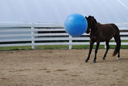 Horsemen's Pride 30-Inch Mega Ball for Horses, Blue in Kuwait