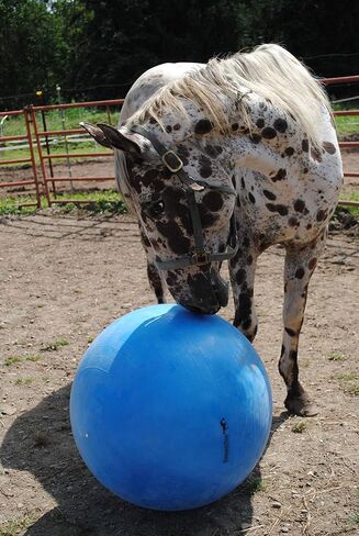 Horsemen's Pride 30-Inch Mega Ball for Horses, Blue in Kuwait