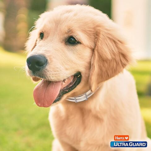 Hartz UltraGuard Plus Flea & Tick Collar for Dogs and Puppies, 7 Month Flea and Tick Prevention and Protection Per Collar, Reflective Orange, up to 22 Inch Neck in Kuwait