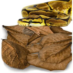 SunGrow Leaf Litter for Snakes, 10 Pcs Medium Indian Almond Catappa Leaves Substrate Maintain Humidity in Corn Snake and Ball Python Terrarium, 4-7 Inches, Reptile Tank Decor Accessories