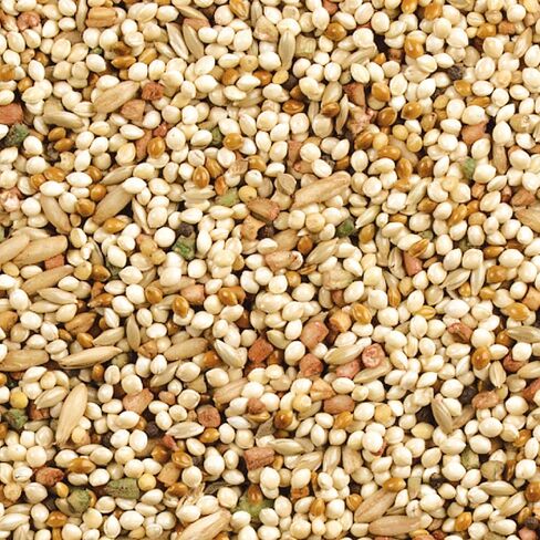 Wild Harvest Daily Blend Nutrition Diet for Parakeet, Canary and Finch, Orange flavored, 10 Pounds in Kuwait