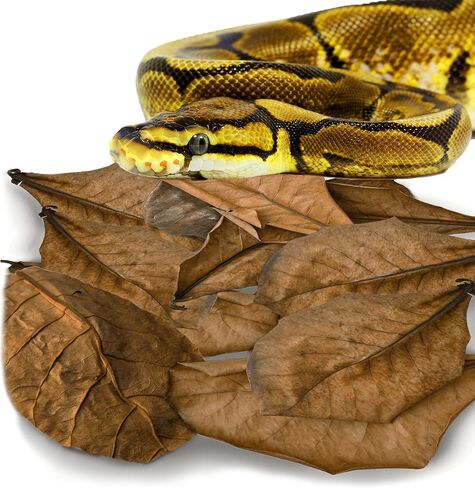 SunGrow Leaf Litter for Snakes, 10 Pcs Medium Indian Almond Catappa Leaves Substrate Maintain Humidity in Corn Snake and Ball Python Terrarium, 4-7 Inches, Reptile Tank Decor Accessories in Kuwait