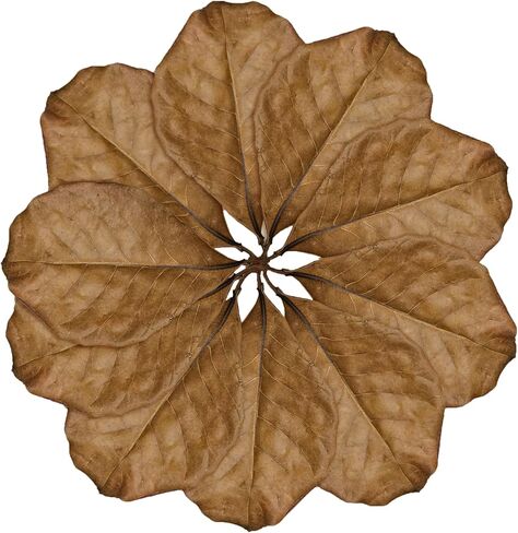 SunGrow Leaf Litter for Snakes, 10 Pcs Medium Indian Almond Catappa Leaves Substrate Maintain Humidity in Corn Snake and Ball Python Terrarium, 4-7 Inches, Reptile Tank Decor Accessories in Kuwait