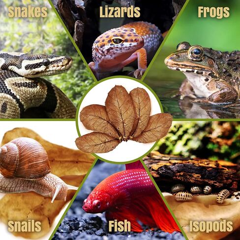 SunGrow Leaf Litter for Snakes, 10 Pcs Medium Indian Almond Catappa Leaves Substrate Maintain Humidity in Corn Snake and Ball Python Terrarium, 4-7 Inches, Reptile Tank Decor Accessories in Kuwait