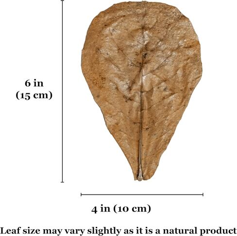 SunGrow Leaf Litter for Snakes, 10 Pcs Medium Indian Almond Catappa Leaves Substrate Maintain Humidity in Corn Snake and Ball Python Terrarium, 4-7 Inches, Reptile Tank Decor Accessories in Kuwait