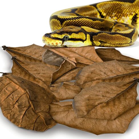 SunGrow Leaf Litter for Snakes, 10 Pcs Medium Indian Almond Catappa Leaves Substrate Maintain Humidity in Corn Snake and Ball Python Terrarium, 4-7 Inches, Reptile Tank Decor Accessories in Kuwait