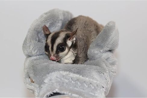 Exotic Nutrition Calming Glove - Comfy Bonding Mitt for Sugar Gliders, Hedgehogs, Rats, Hamsters, & Other Small Pets in Saudi Arabia