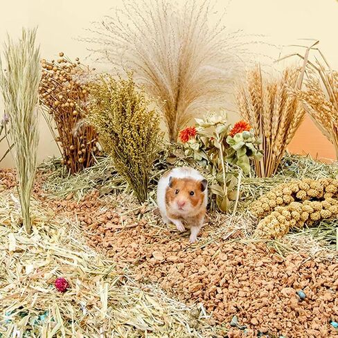 NICERINC PET الطبيعية الأذن من الحبوب زهرة وعشبة الفراش زميل ديكور الموئل، إضافة متعة الهامستر الملحقات للهامستر Gerbils Lemming in Kuwait