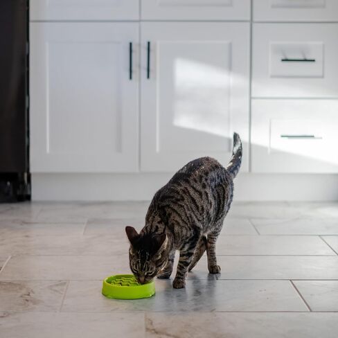 Catstages Kitty Slow Feeder Cat Bowl, Green in Saudi Arabia