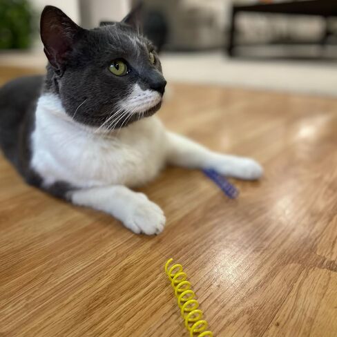 SPOT Wide Colorful Springs Cat Toy - Bouncy Toys for Medium Indoor Cat Breeds to Bite, Swat, Chase - Keeps Cats & Kittens Entertained for Hours - Includes Ten 2" Wide Spiral Springs, Assorted Colors in Kuwait