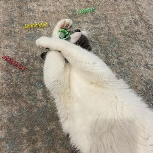 SPOT Wide Colorful Springs Cat Toy - Bouncy Toys for Medium Indoor Cat Breeds to Bite, Swat, Chase - Keeps Cats & Kittens Entertained for Hours - Includes Ten 2" Wide Spiral Springs, Assorted Colors in Kuwait