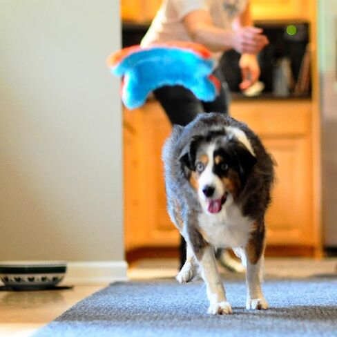 Chuckit! Indoor Fetch Ball Dog Toy for Dogs - Interactive Dog Toys for Boredom, 4.75 Inch, Orange and Blue in Saudi Arabia