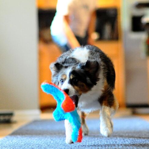 Chuckit! Indoor Fetch Ball Dog Toy for Dogs - Interactive Dog Toys for Boredom, 4.75 Inch, Orange and Blue in Saudi Arabia