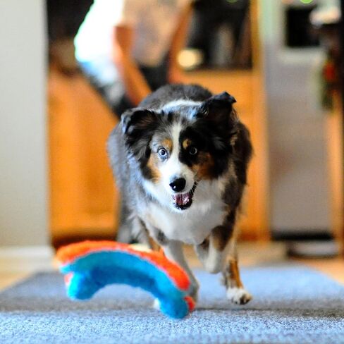 Chuckit! Indoor Fetch Ball Dog Toy for Dogs - Interactive Dog Toys for Boredom, 4.75 Inch, Orange and Blue in Saudi Arabia
