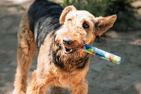 Chuckit! Interactive Dog Toy Ultra Fetch Stick - 12 Inch Outdoor Dog Toy for All Breed Sizes in Saudi Arabia