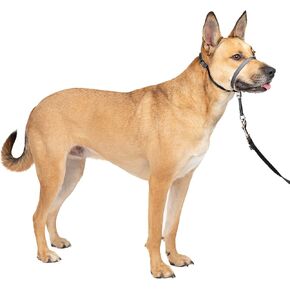 PetSafe Gentle Leader No-Pull Head Collar for Dogs, Dog Head Collar - The Ultimate Solution to Pulling, Padded Nose Loop, Quick-Snap Neck Strap, Dog Halter, Large - Black