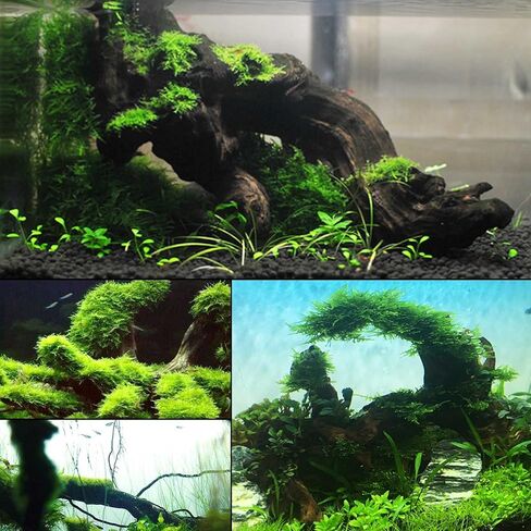 kathson Natural Aquarium Driftwood Decoration Branches Reptiles Terrarium Ornament Wood Fish Tank Habitat Decor Assorted Sizes Wood 2 PCS in Saudi Arabia