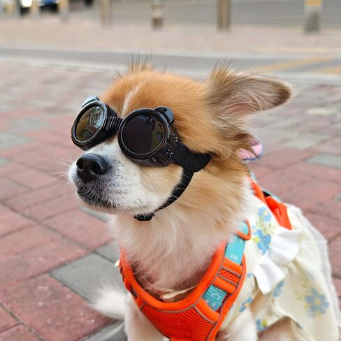 Enjoying Dog Goggles Small Breed, UV Protection Sunglasses for Dogs Small Breed, Windproof Driving Doggy Goggles, Snow Day Dog Eye Protection, Anti-Fog Dustproof, Adjustable Straps, Black in Kuwait