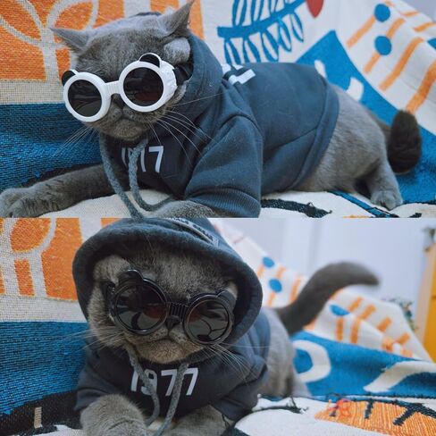 Enjoying Dog Goggles Small Breed, UV Protection Sunglasses for Dogs Small Breed, Windproof Driving Doggy Goggles, Snow Day Dog Eye Protection, Anti-Fog Dustproof, Adjustable Straps, Black in Kuwait