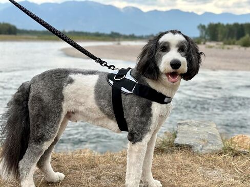 ShawnCo Essential Dog Harness, No-Pull Pet Vest with 3 Leash Clips, No Choke, Reflective, Adjustable and Padded, for Easy Walking and Training for Small, Medium and Large Dogs (Oceanic Blue, S) in Saudi Arabia