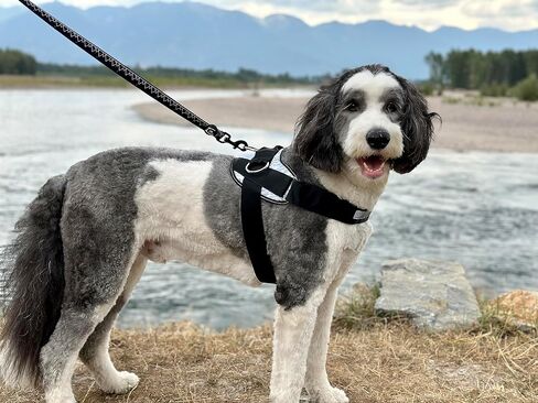 ShawnCo Essential Dog Harness, No-Pull Pet Vest with 3 Leash Clips, No Choke, Reflective, Adjustable and Padded, for Easy Walking and Training for Small, Medium and Large Dogs (Oceanic Blue, S) in Saudi Arabia