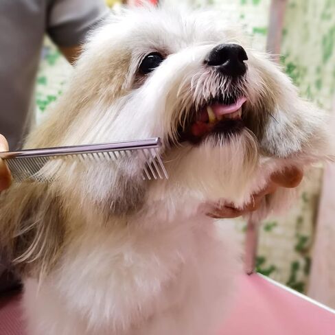 Dog Grooming Scissors with Safety Round Tips Stainless Steel Professional Dog Grooming Kit - Thinning, Curved Scissors and Comb for Dog Cat Pet (Pink 4 in 1) in Kuwait