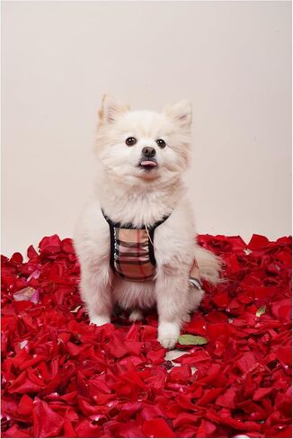 Dress for Dog,Dogs Clothes,cat Clothes,pet Clothes,Dress Luxury, Dog Clothes for Small Dog, Girl for Medium and Large, All The Dogs in Saudi Arabia