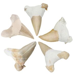 Real Shark Teeth Authentic Fossils 5 Pieces Set - Great White Shark Tooth Fossil Collection for Kids Education for DIY Crafts - Shark Teeth Bulk Set by Amazing Gemstone