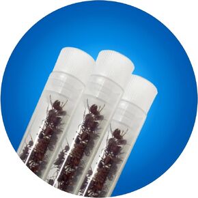 100 Live Ants Ant Farm Refill Western Harvester Ants Grown in USA