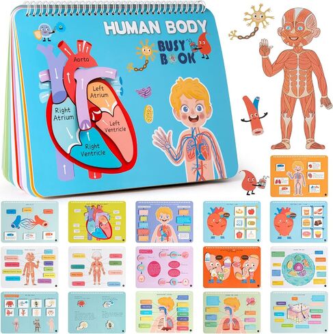 كتاب FreeBear Montessori Busy Fair For Kids ، كتاب Anatomy البشري للأطفال الصغار ، وأنشطة تعليمية رياض الأطفال في مرحلة ما من مرحاة ، والألعاب الحسية للتوحد ، والهدايا للفتيات والفتيان 4 5 6 7 سنوات - نظام جسم الإنسان in Kuwait