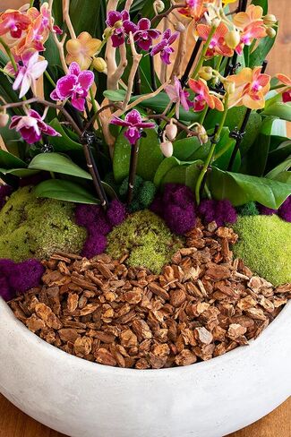 SuperMoss (23310) Moss Mix - Best Sellers, 80.75 Cubic Inch Bag (Appx. 2 Ounce) in Kuwait