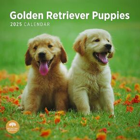 Bright Day Calendars 2025 Golden Retriever Puppies Monthly Wall Calendar - Cute Dog Breed Gift (12 x 12 Inch) in Kuwait