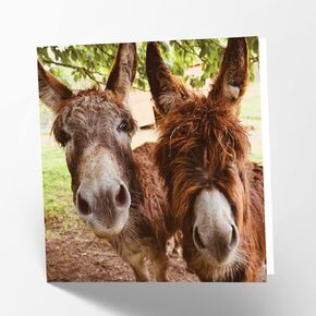 Maturi Donkeys Photographic Blank Birthday Greetings Card, 6" x 6" Square