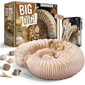 BYNCCETH MEGA FOSSIL DIG KIT - Excavate 12 حفريات ما قبل التاريخ ، أسنان سمك القرش ، أنبوب الديناصورات ، الأسماك الأحفورية ، ألعاب العلوم التعليمية العلمية للذوبان الحلياء للأطفال والفتيان