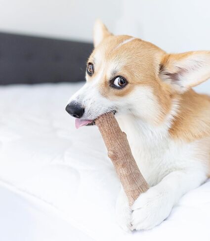 Petstages Dogwood Wood Alternative Dog Chew Toy, Medium in Saudi Arabia