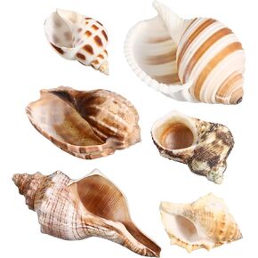 LIOOBO Hermit Crab Shells: 6Pcs Hermit Crab Conch Shells, Sea Conch for Medium to Large Crabs, Fish Tank Tabletop Aquarium Decoration